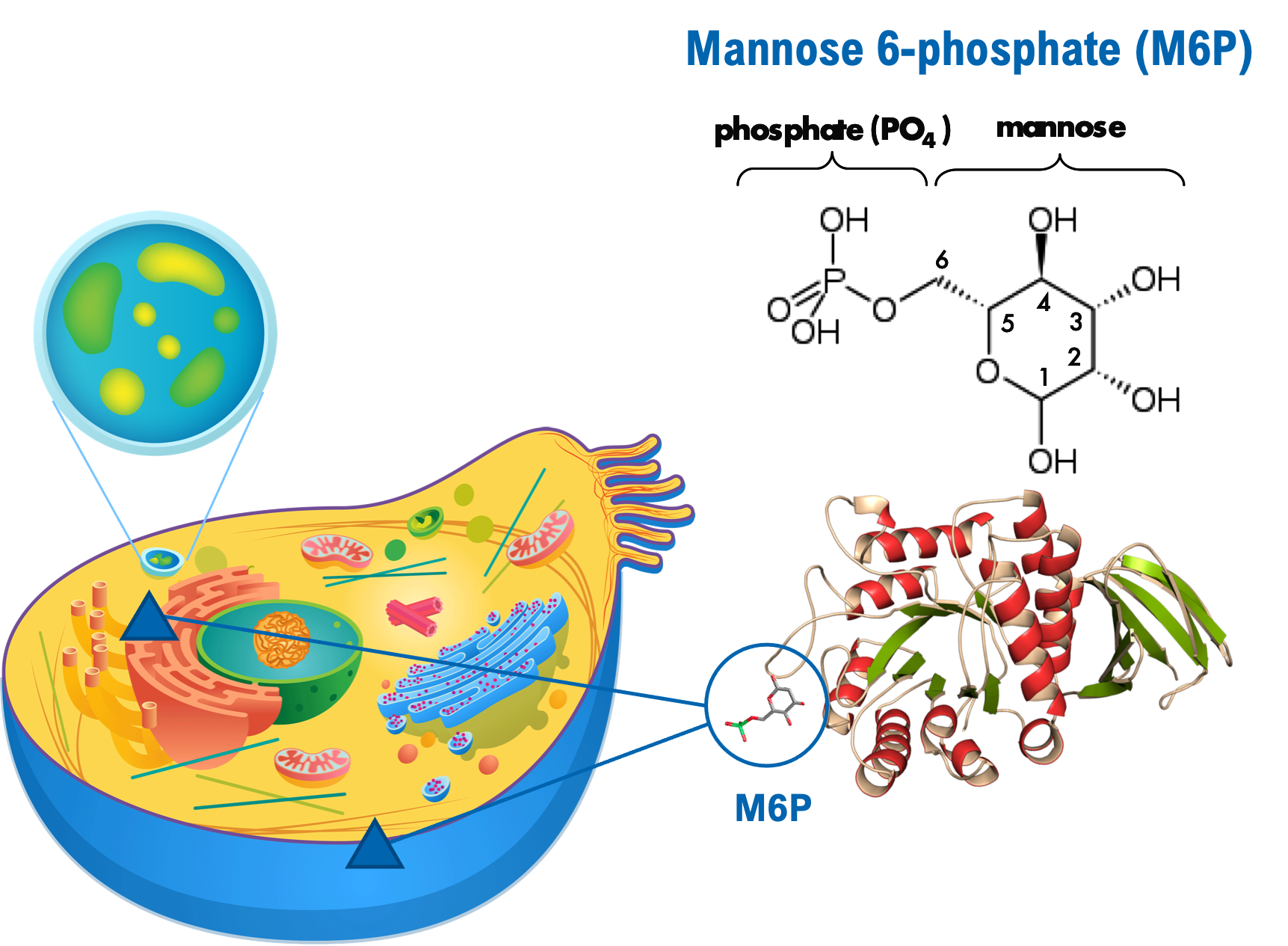 mannose 6 phosphate